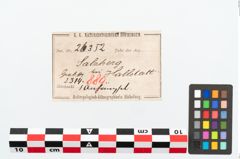 Etikett zu Bronzegehänge (NHMW-PRAE-026352)